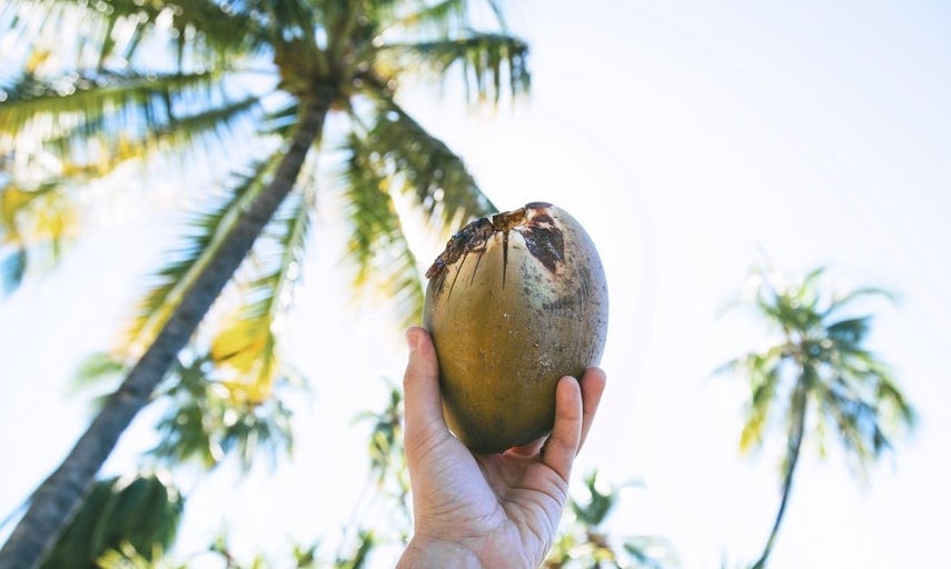 Kokosový kefír z WUGI kefírových kultur je pokladem pro zdraví.