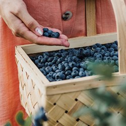 Antioxidanty - MycoMedica