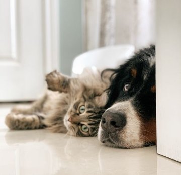 Útulky, dočasky a úžasné farmy - pomozte nám je podpořit