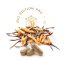 MycoMedica Cordyceps PRO, BIO 90 kapslí