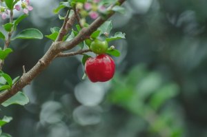 Vitamin C: jak ho doplňovat a co rozhodně neužívat