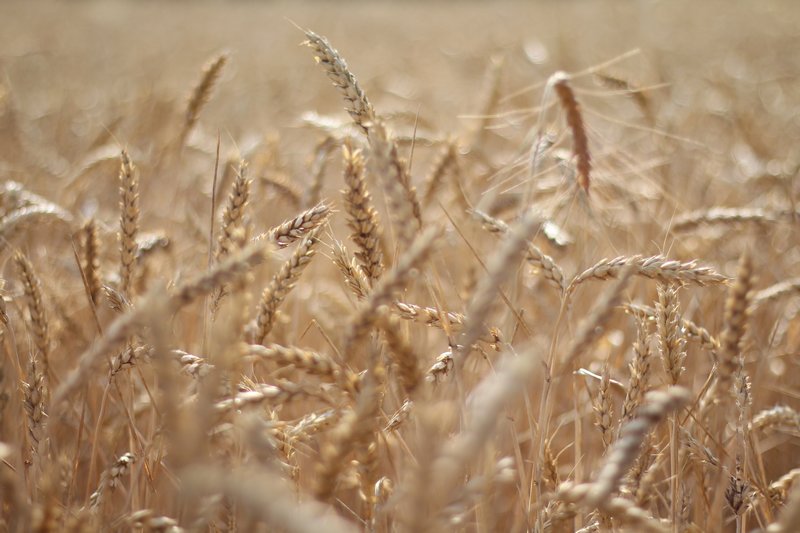 Moderní pšenice může způsobovat potíže - WUGI blog - www.wugi.cz